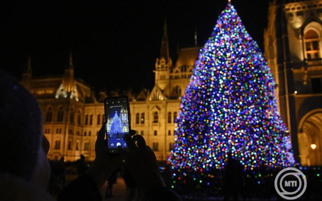 Nyírségi fenyőfa lesz az ország karácsonyfája